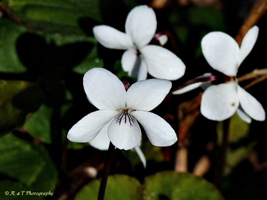 {Viola blanda}